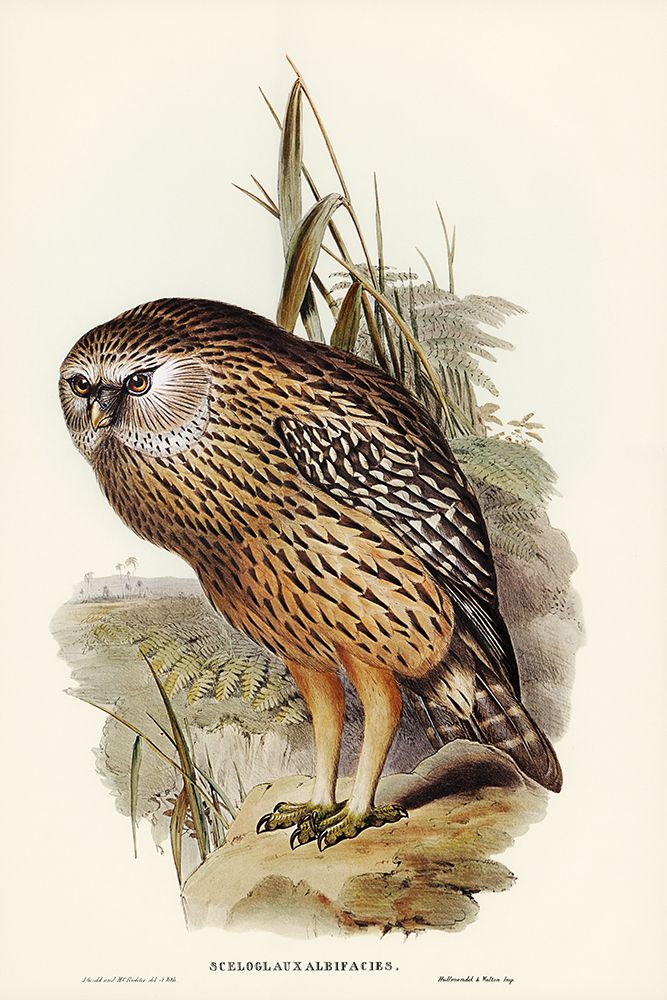Wekau-Sceloglaux albifacies art print by John Gould for $57.95 CAD