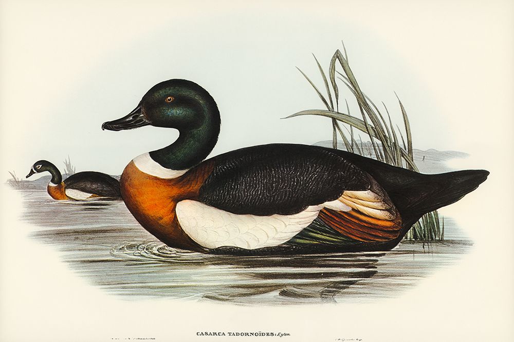 Chesnut-Coloured Shieldrake-Casarca Tadornoides art print by John Gould for $57.95 CAD