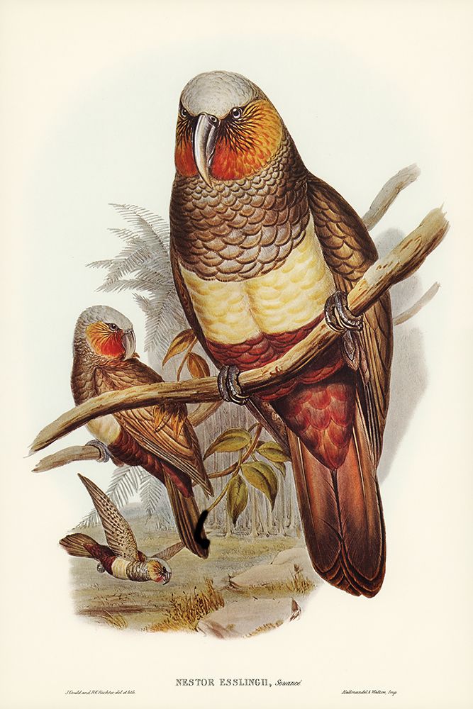 Prince of Esslings Parrot-Nestor Esslingii art print by John Gould for $57.95 CAD