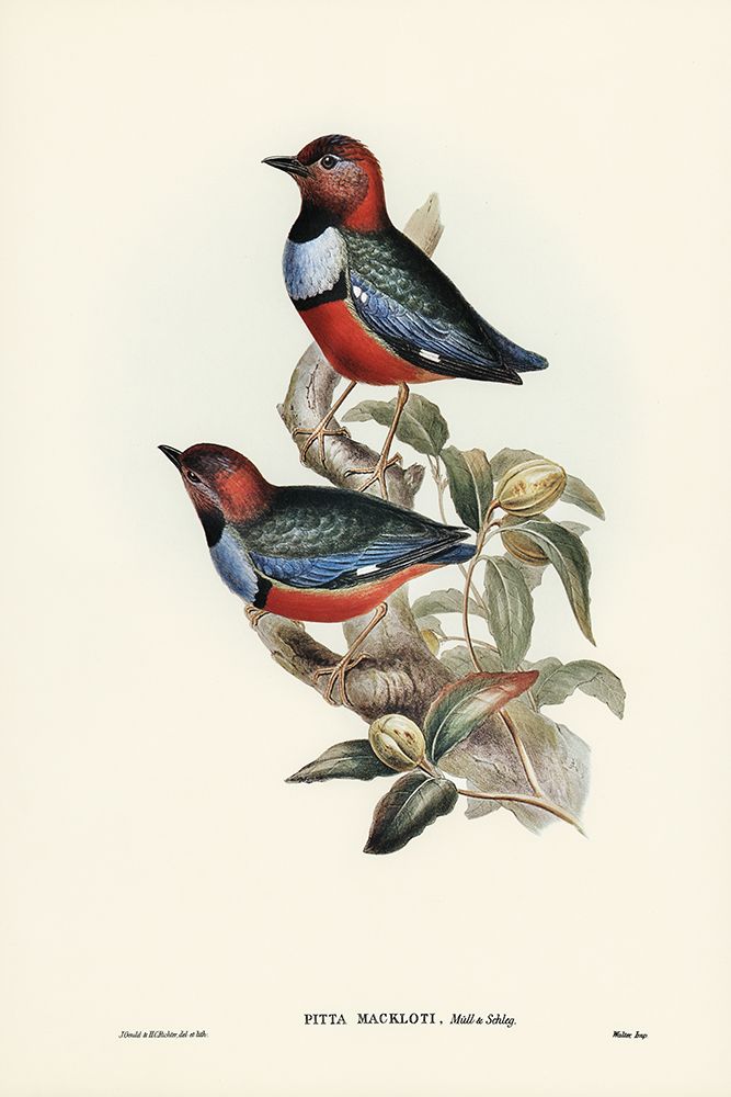 Macklots Pitta-Pitta Mackloti art print by John Gould for $57.95 CAD