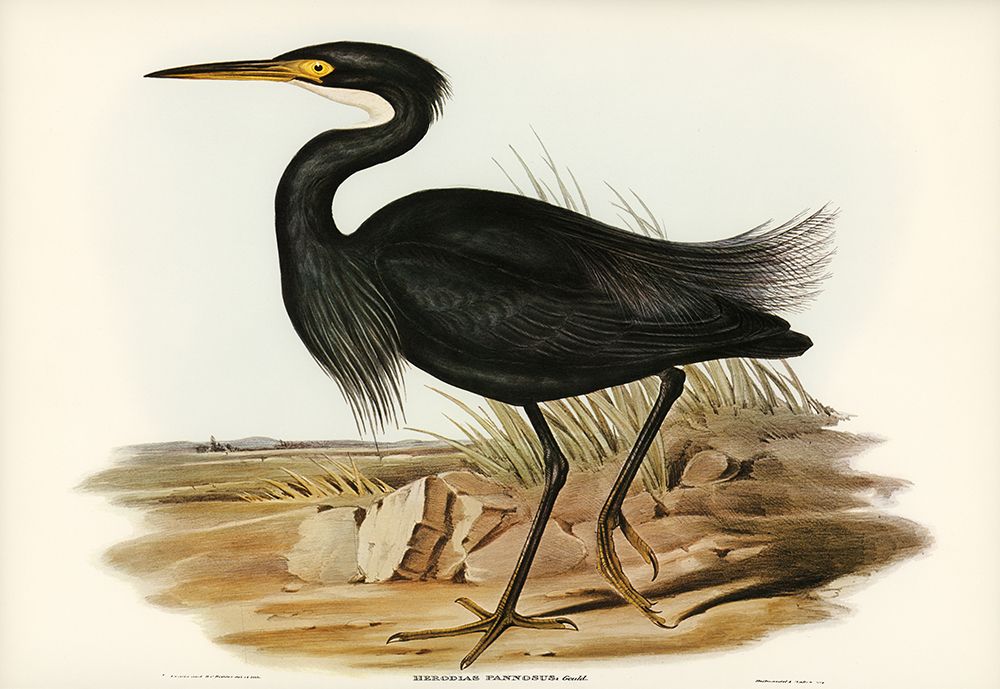Sombre Egret-Herodias pannosus art print by John Gould for $57.95 CAD