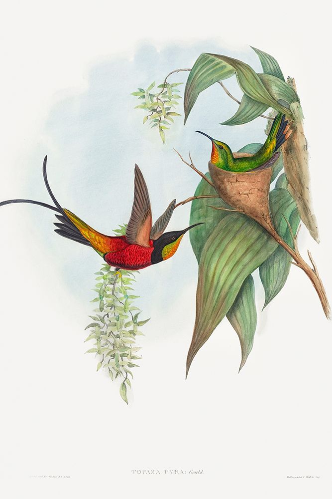Topaza pyra-Fairy Topaz art print by John Gould for $57.95 CAD