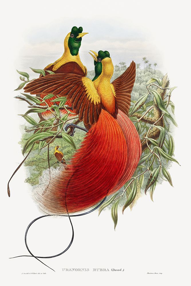 Loddigesia Mirabilis art print by John Gould for $57.95 CAD