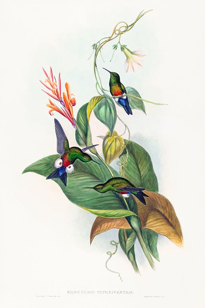 Eriocnemis cupreiventris-Coppery-vented Puff-Leg art print by John Gould for $57.95 CAD