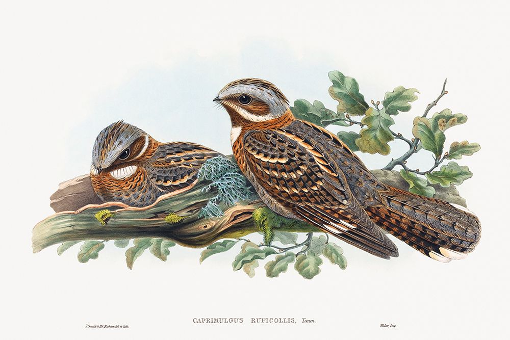 Caprimulgus Ruficollis art print by John Gould for $57.95 CAD