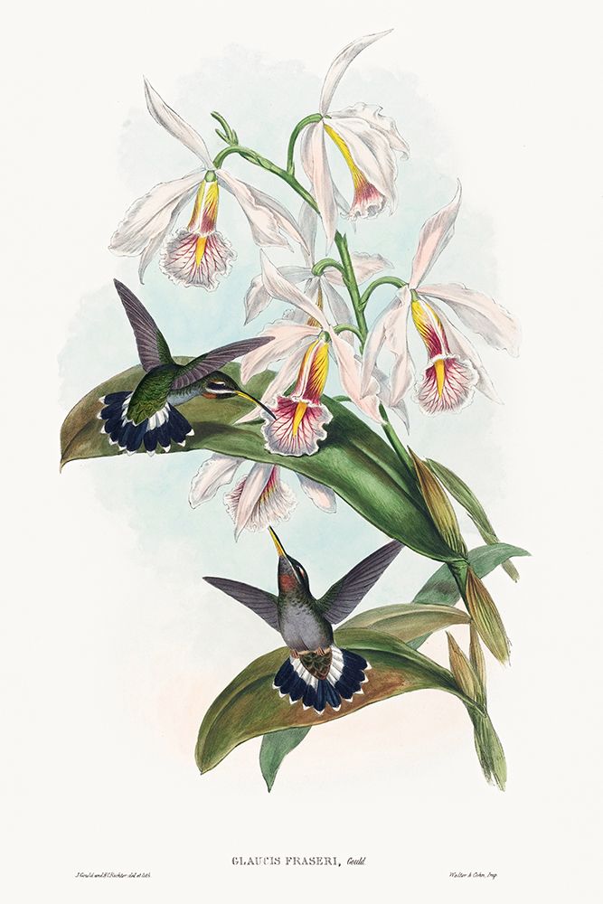 Glaucis fraseri-Frasers Barbed-throat art print by John Gould for $57.95 CAD