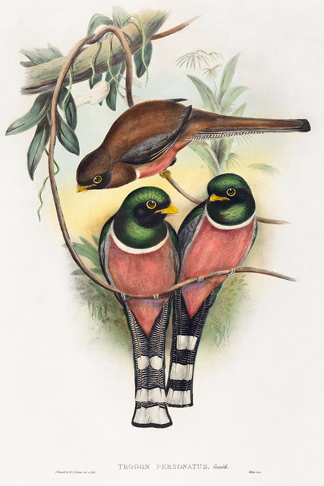Trogan personatus art print by John Gould for $57.95 CAD