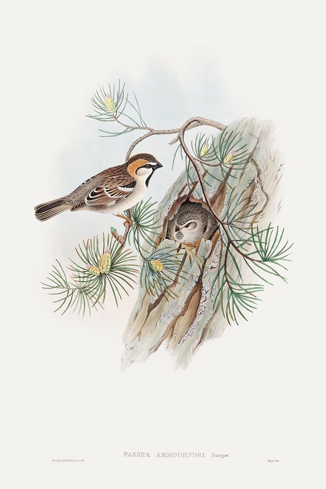 Passer Ammodendri-Severtzow-Turkestan Sparrow art print by John Gould for $57.95 CAD