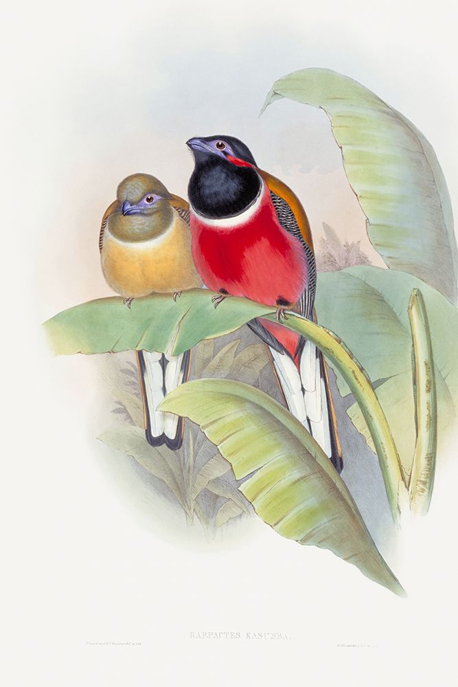 Harpactes Kasumba art print by John Gould for $57.95 CAD