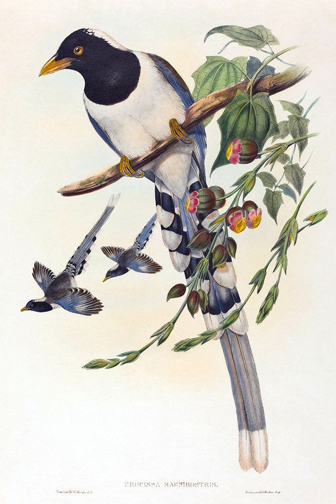 Urocissa magnirostris art print by John Gould for $57.95 CAD