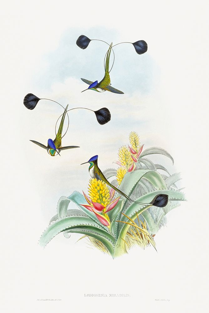 Loddigesia Mirabilis art print by John Gould for $57.95 CAD