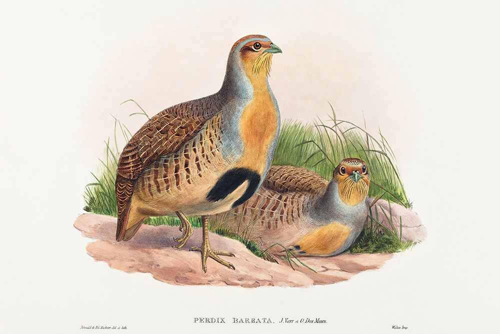 Perdix barbata-Daurian Partridge art print by John Gould for $57.95 CAD