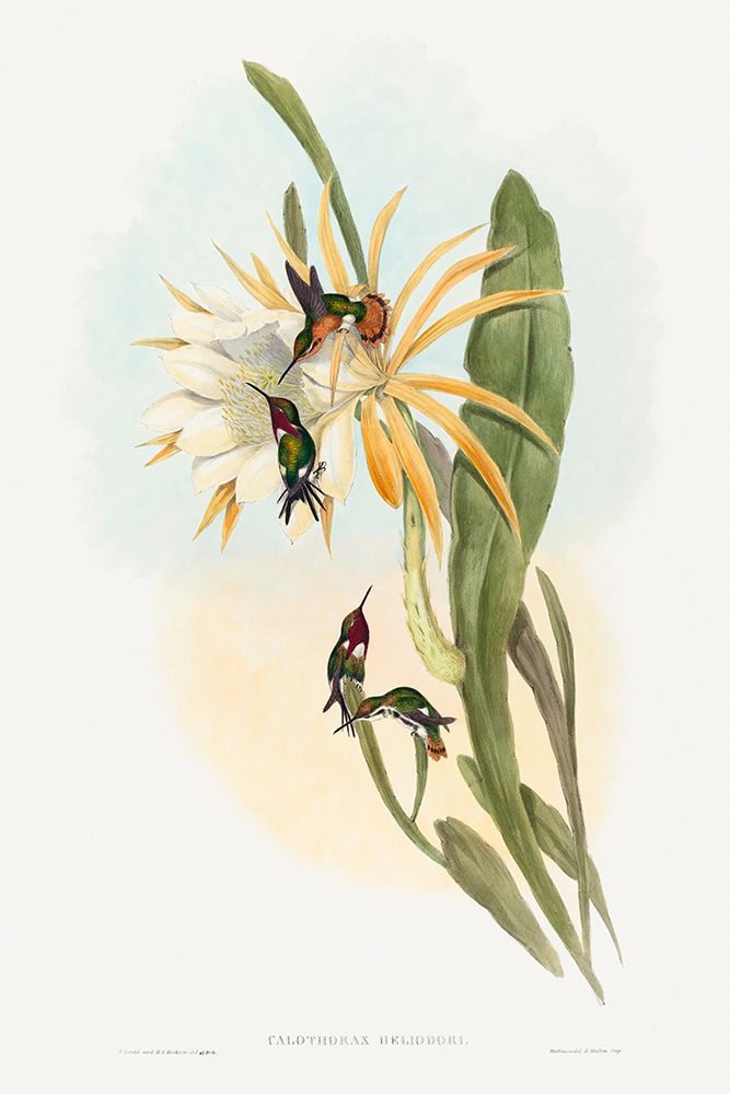 Calothorax heliodori art print by John Gould for $57.95 CAD