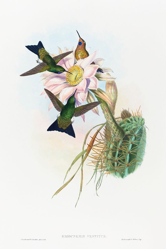 Eriocnemis vestitus-Glowing Puff-Leg art print by John Gould for $57.95 CAD