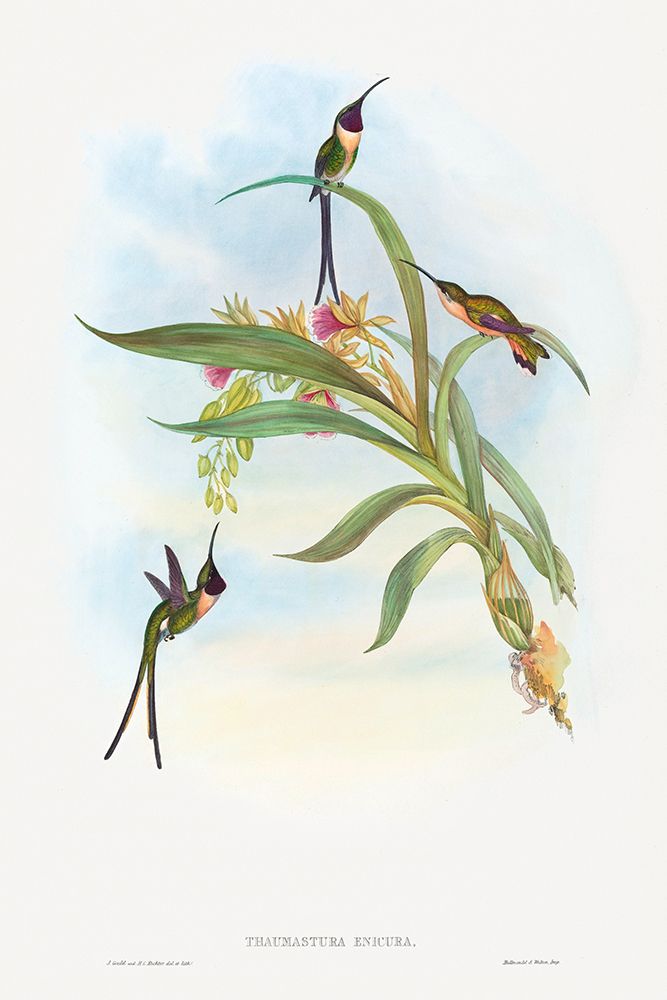Tharmastura enicura-Slender Shear-Tail art print by John Gould for $57.95 CAD