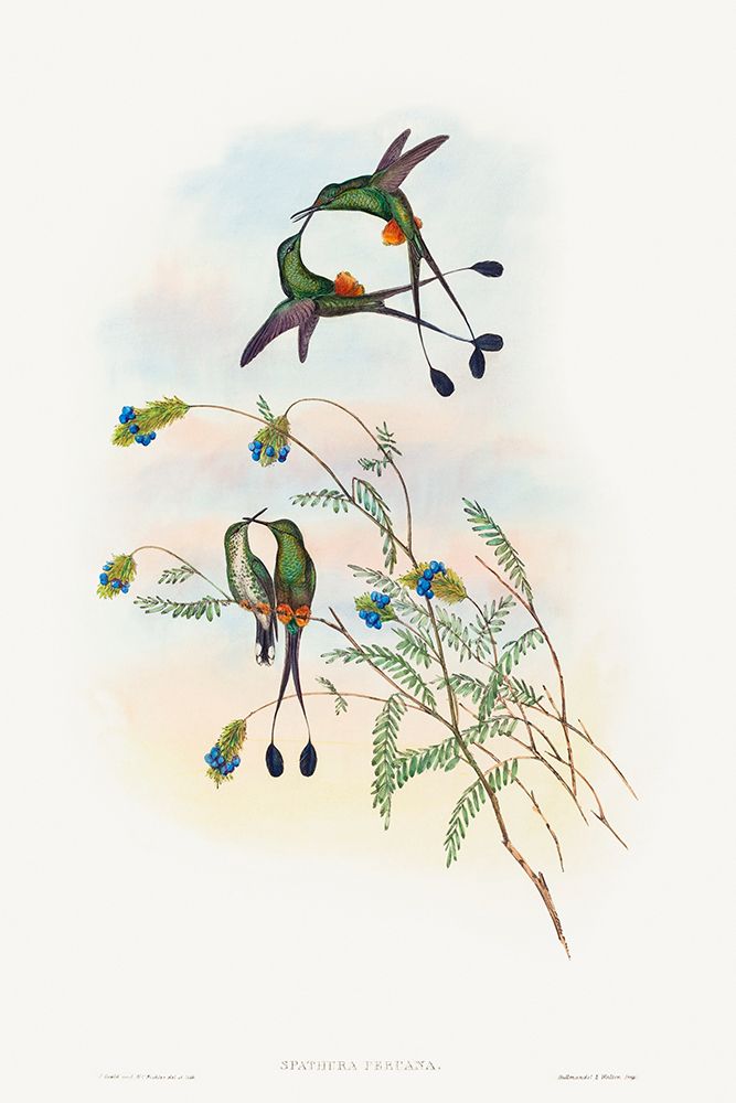 Spathura peruana-Peruvian Racket-Tail art print by John Gould for $57.95 CAD