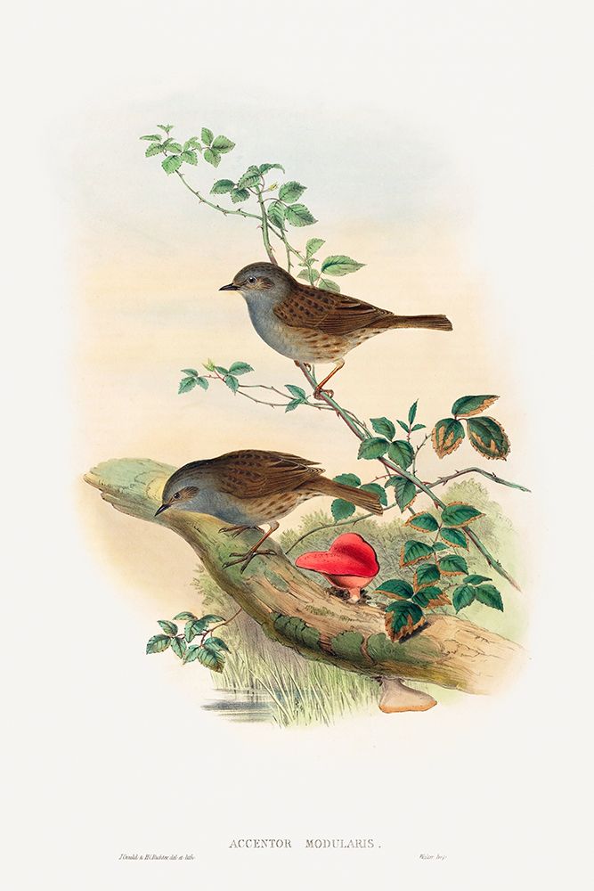 Accentor modularis-Dunnock art print by John Gould for $57.95 CAD