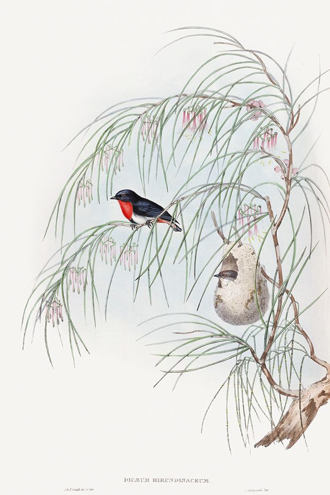 Dicaeum Hirundinaceum-Swallow Diaeumby art print by John Gould for $57.95 CAD