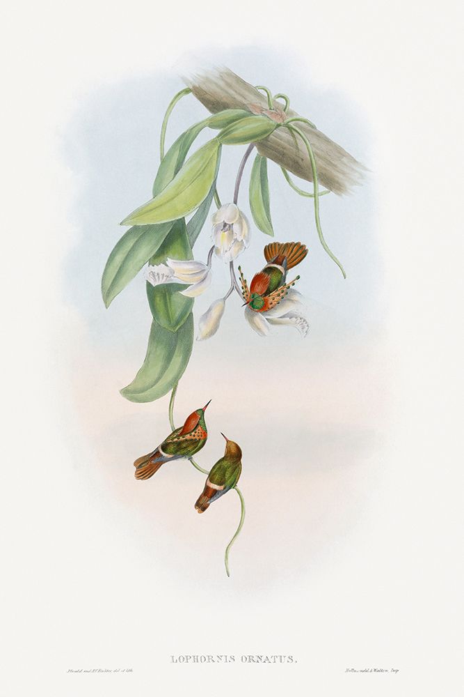 The family of hummingbirds art print by John Gould for $57.95 CAD