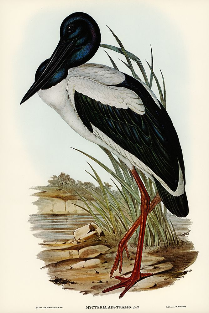 Australian Mycteria-Mycteria Australis art print by John Gould for $57.95 CAD