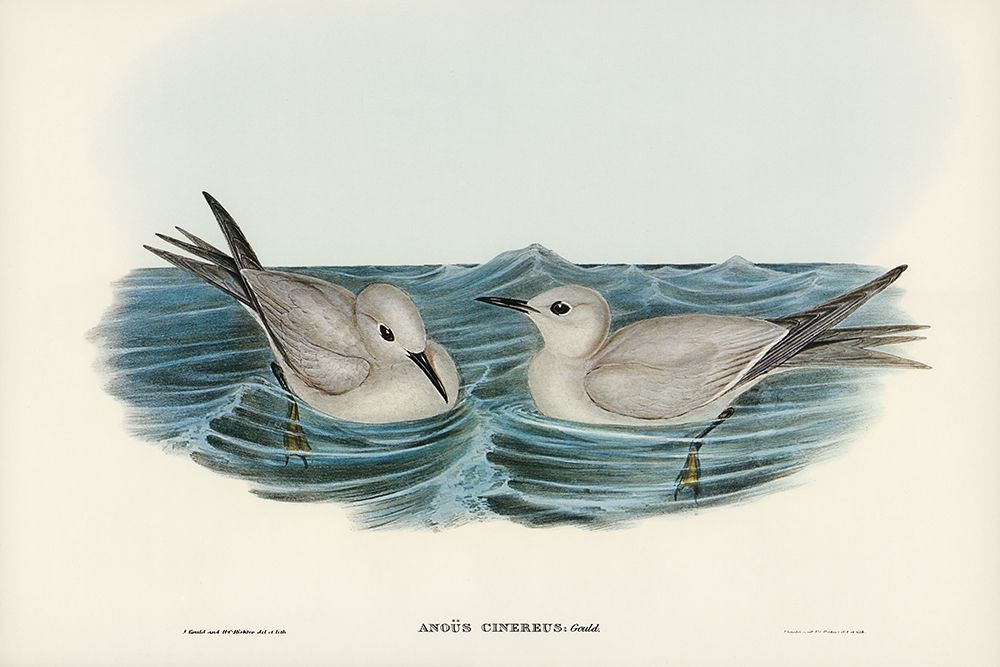 Grey Noddy-Anous cinereus art print by John Gould for $57.95 CAD