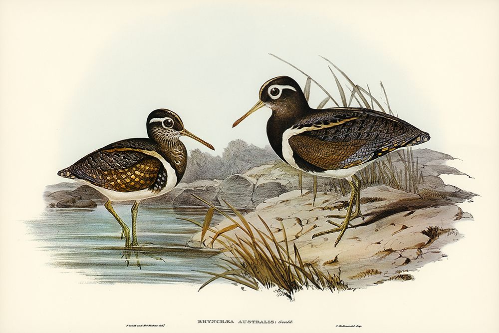 Australian Rhynchaea-Rhynchaea Australis art print by John Gould for $57.95 CAD