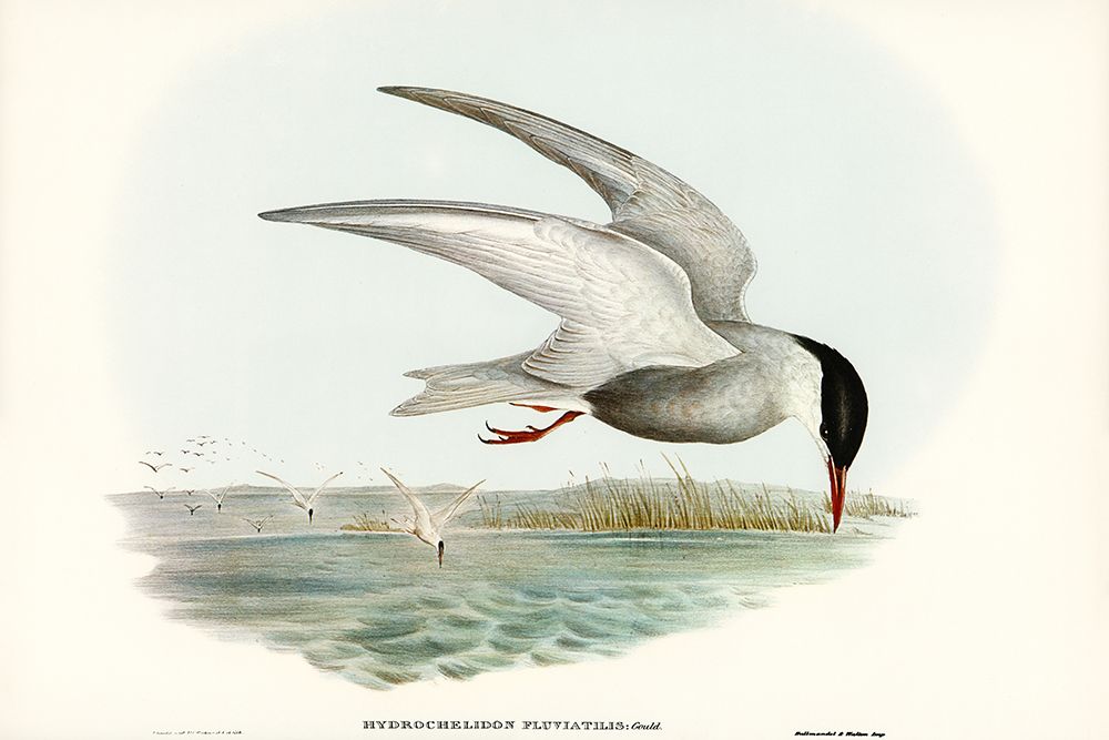 Marsh Tern-Hydrochelidon fluviatilis art print by John Gould for $57.95 CAD