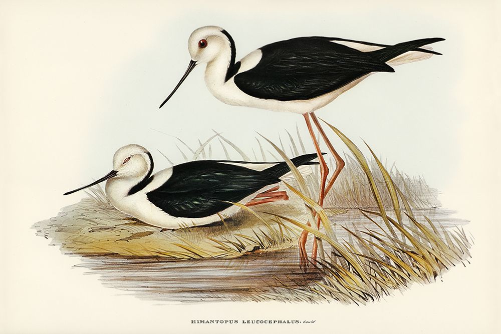 White-headed Stilt-Himantopus leucocephalus art print by John Gould for $57.95 CAD