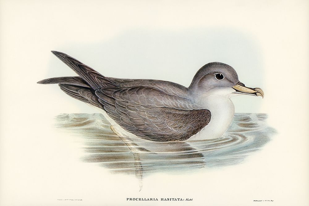 Great Grey Petrel-Procellaria hasitata art print by John Gould for $57.95 CAD