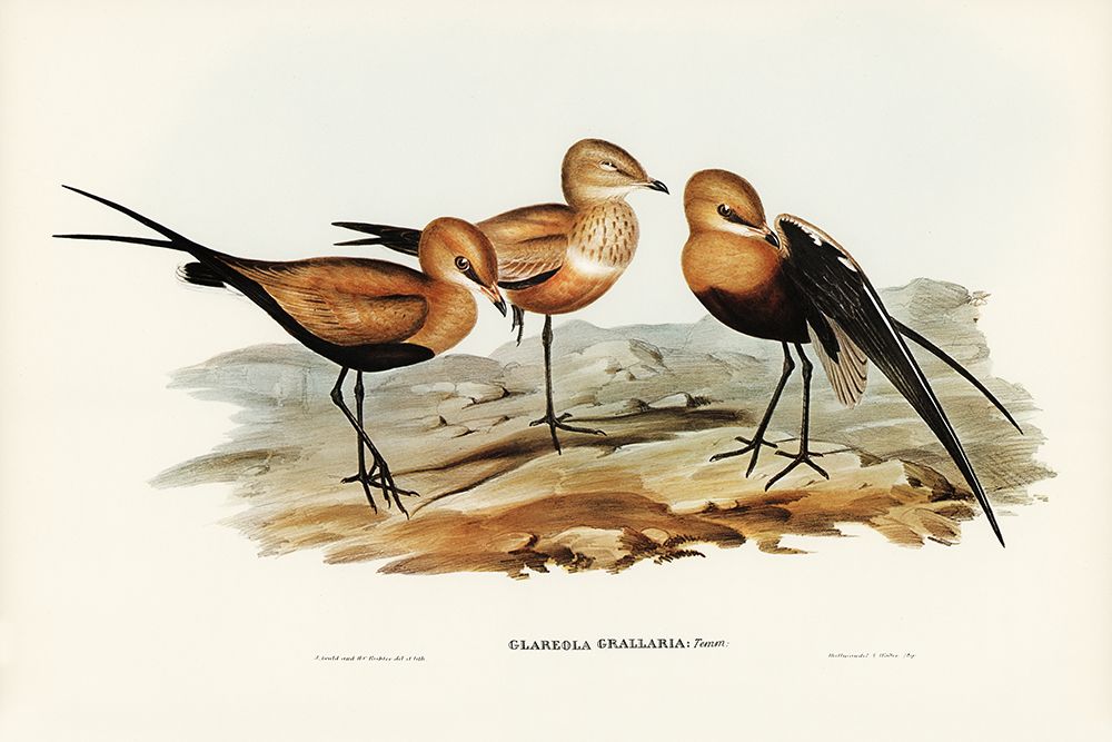Australian Pratincole-Glareola grallaria art print by John Gould for $57.95 CAD
