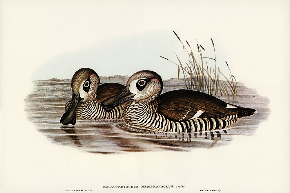 Membranaceous Duck-Malacorhynchus membranaceus art print by John Gould for $57.95 CAD