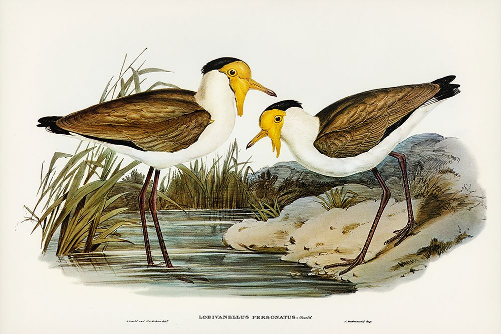 Masked Pewit-Lobivanellus personatus art print by John Gould for $57.95 CAD