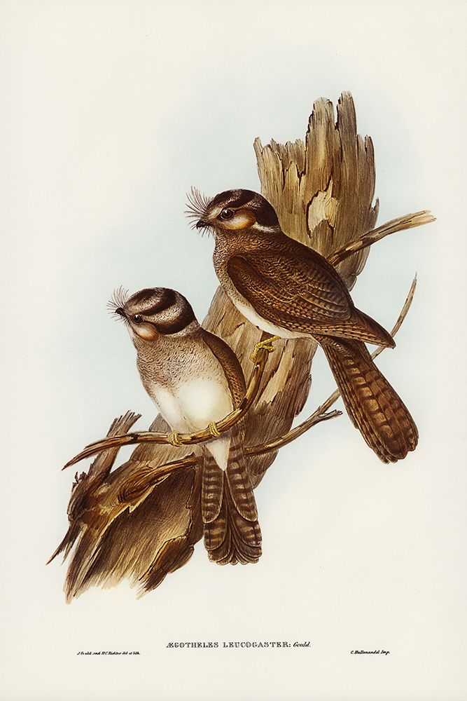 White-bellied Owlet Nightjar-Aegotheles leucogaster art print by John Gould for $57.95 CAD