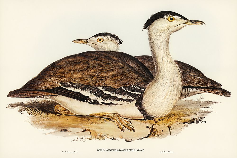 Australian Bustard-Otis Australasianus art print by John Gould for $57.95 CAD