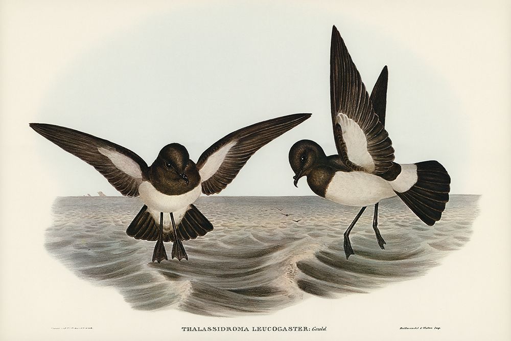 White-bellied Storm Petrel-Thalassidroma leucogaster art print by John Gould for $57.95 CAD