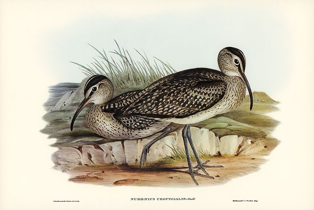Australian Whimbrel-Numenius uropygialis art print by John Gould for $57.95 CAD