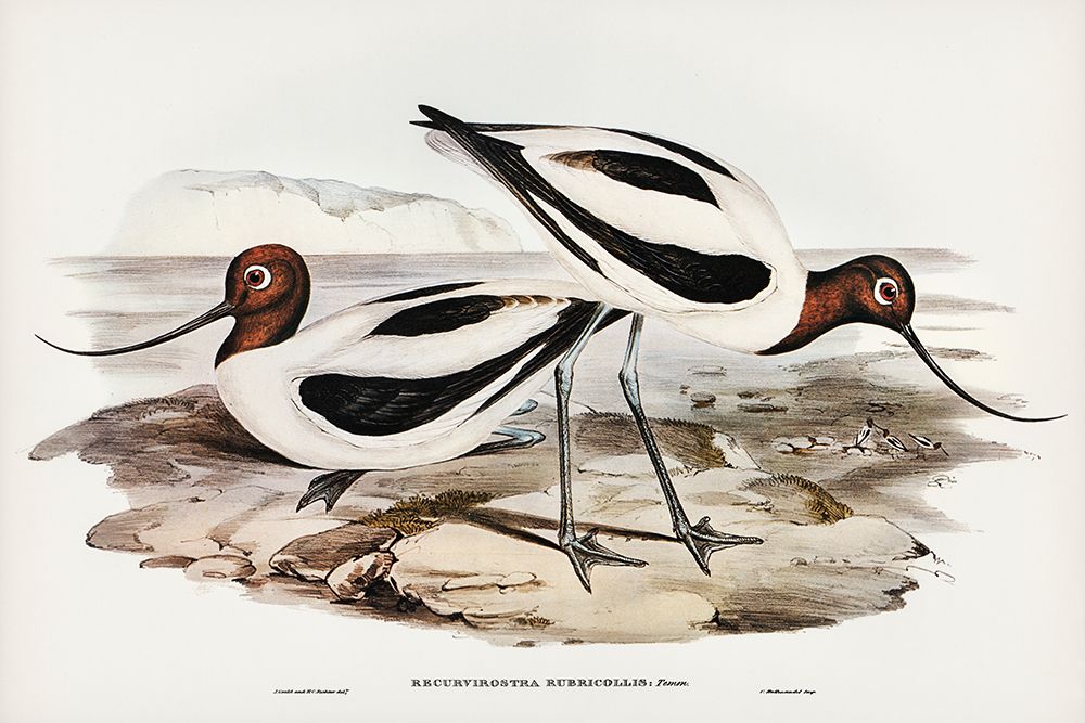 Red-necked Avocet-Recurvirostris rubricollis art print by John Gould for $57.95 CAD