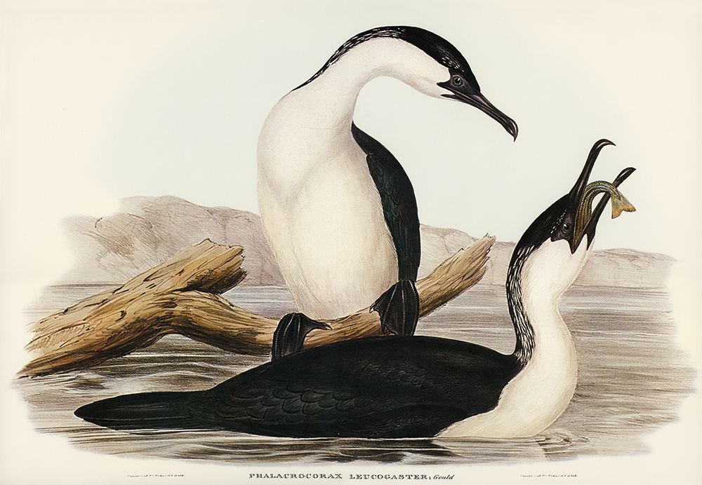 White-breasted Cormorant-Phalacrocorax leucogaster art print by John Gould for $57.95 CAD