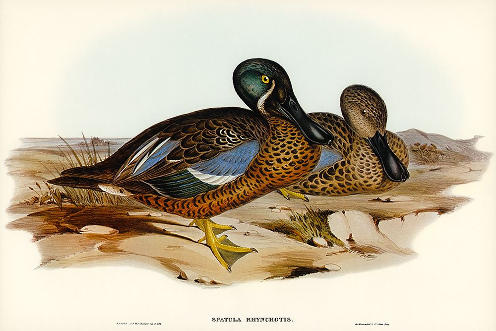 Australian Shoveller-Spatula Rhynchotis art print by John Gould for $57.95 CAD