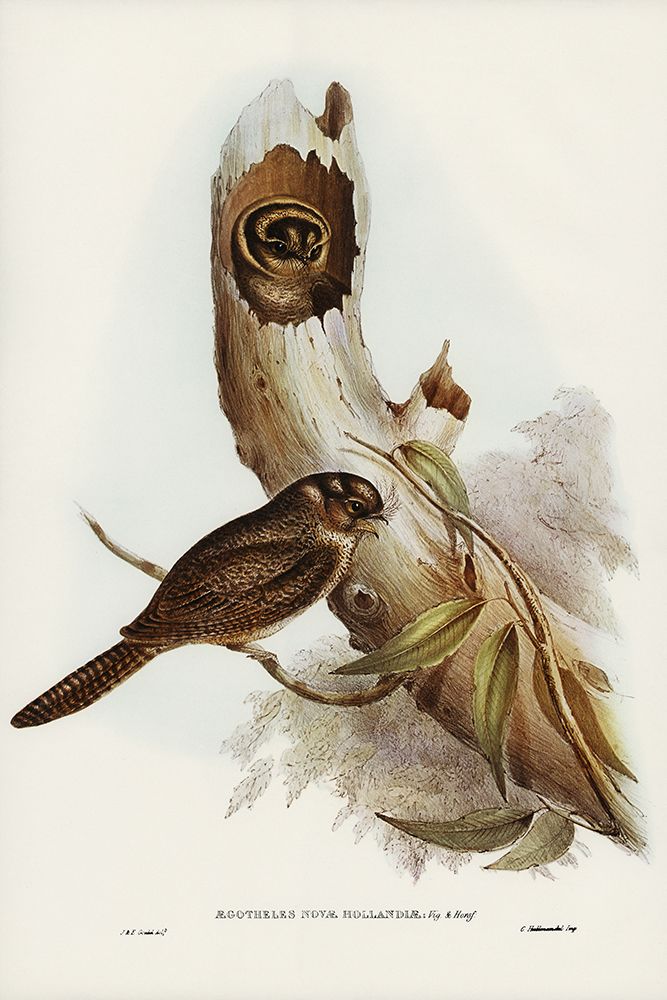 Owlet Nightjar-Aegotheles nova-hollandie art print by John Gould for $57.95 CAD