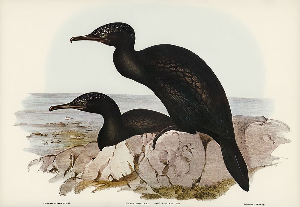 Groove-billed Cormorant-Phalacrocorax sulcirostris art print by John Gould for $57.95 CAD