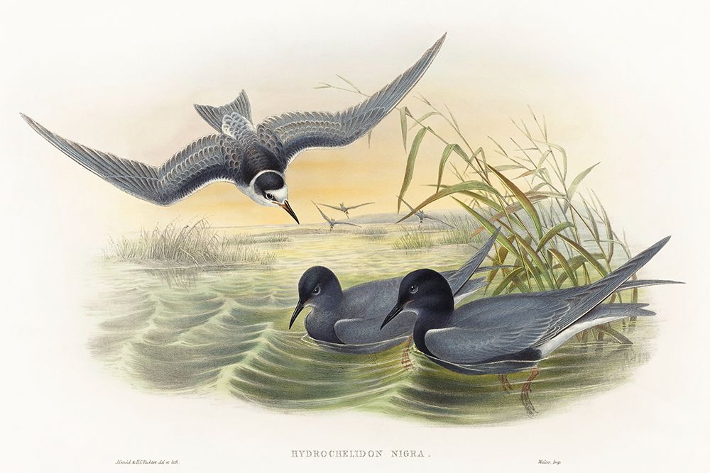 Hydrochelidon nigra art print by John Gould for $57.95 CAD