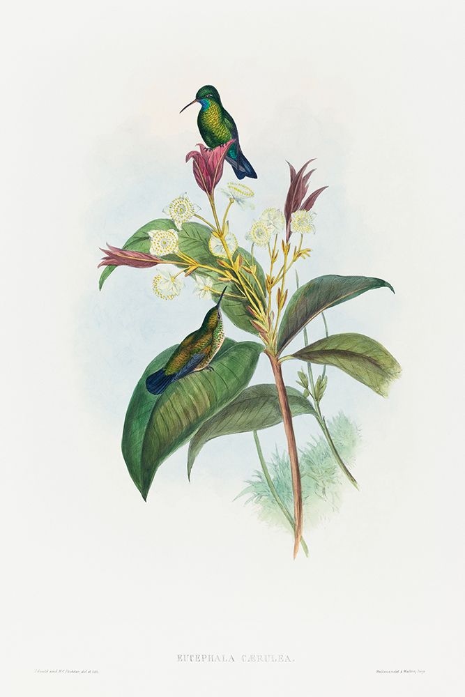 Eucephala caerulea-Blue-chinned Sapphire art print by John Gould for $57.95 CAD