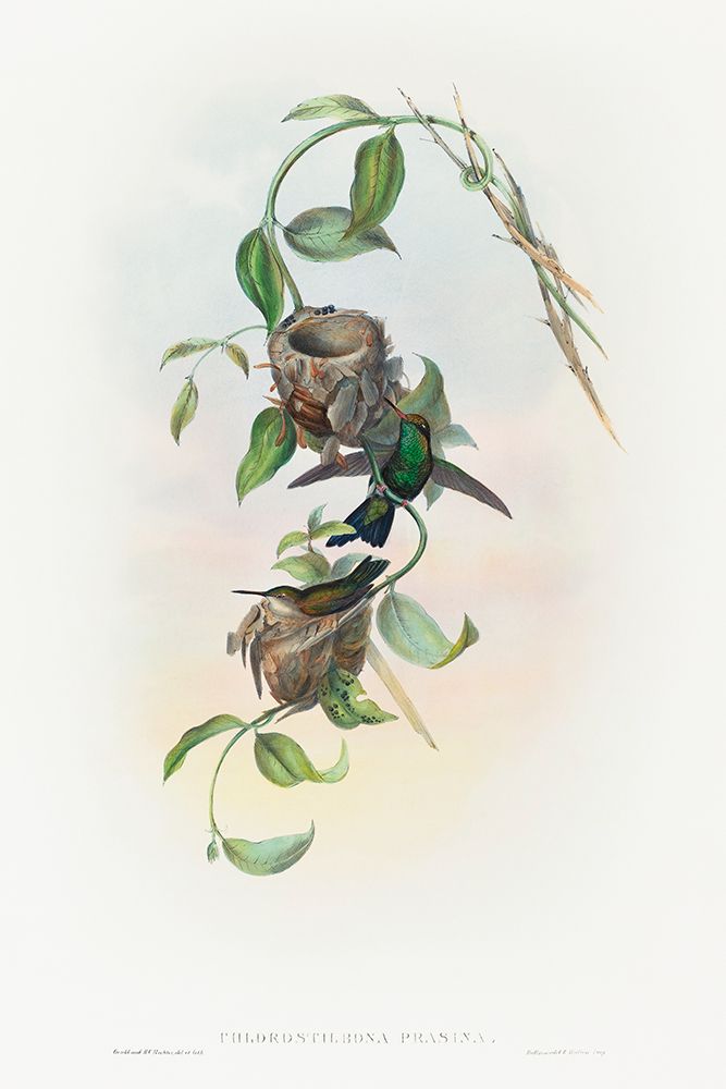 Chlorostilbona prasina-Puncherans Emerald art print by John Gould for $57.95 CAD