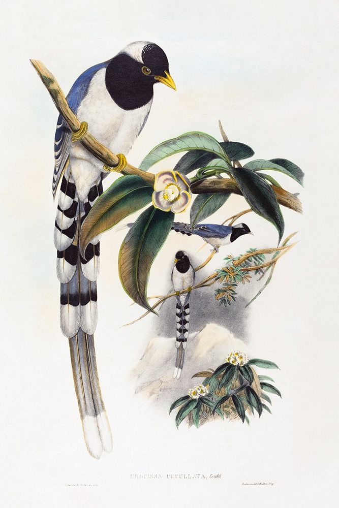 Urocissa cucullata art print by John Gould for $57.95 CAD