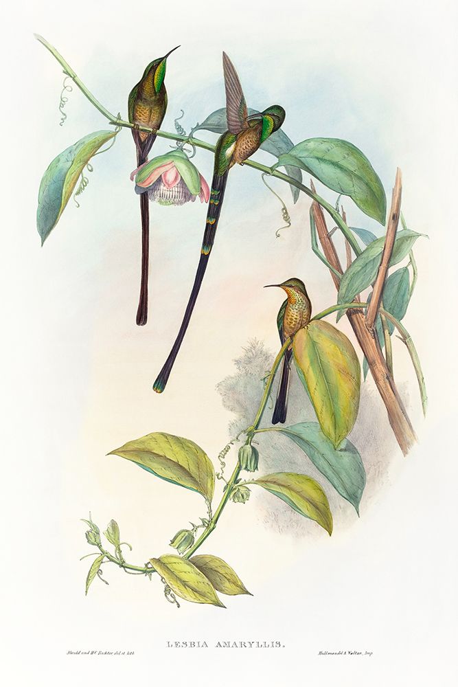 Lesbia Amaryllis art print by John Gould for $57.95 CAD