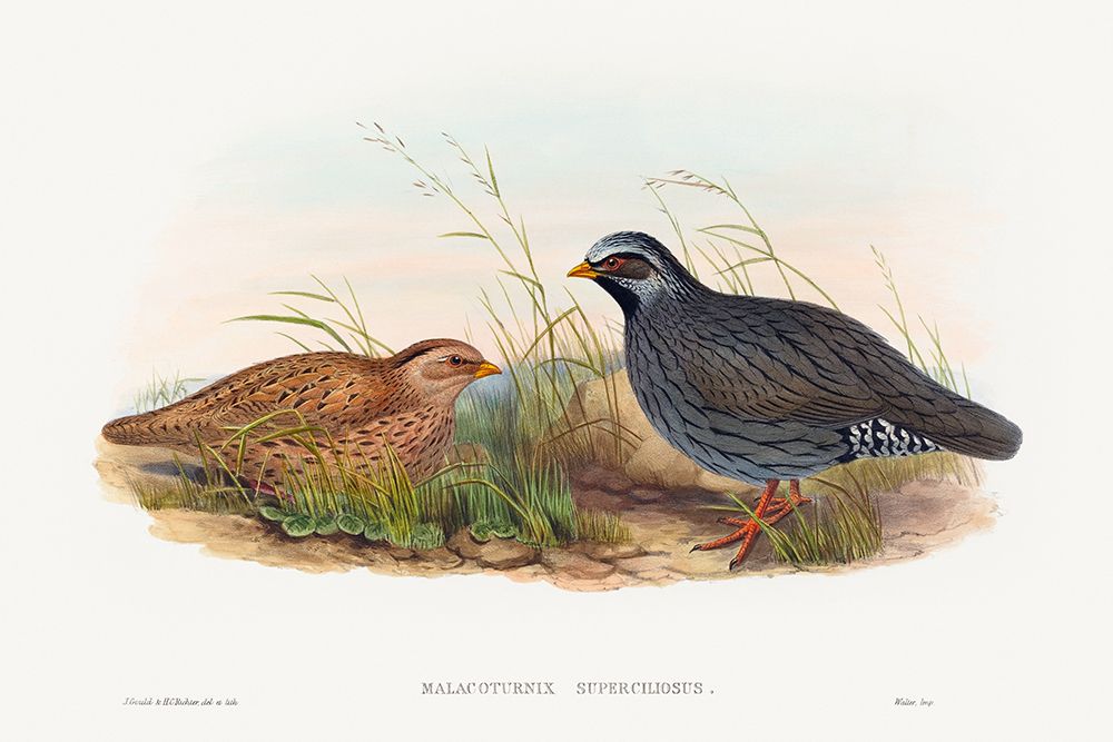 Malacoturnix superciliosus-Mountain Quail art print by John Gould for $57.95 CAD