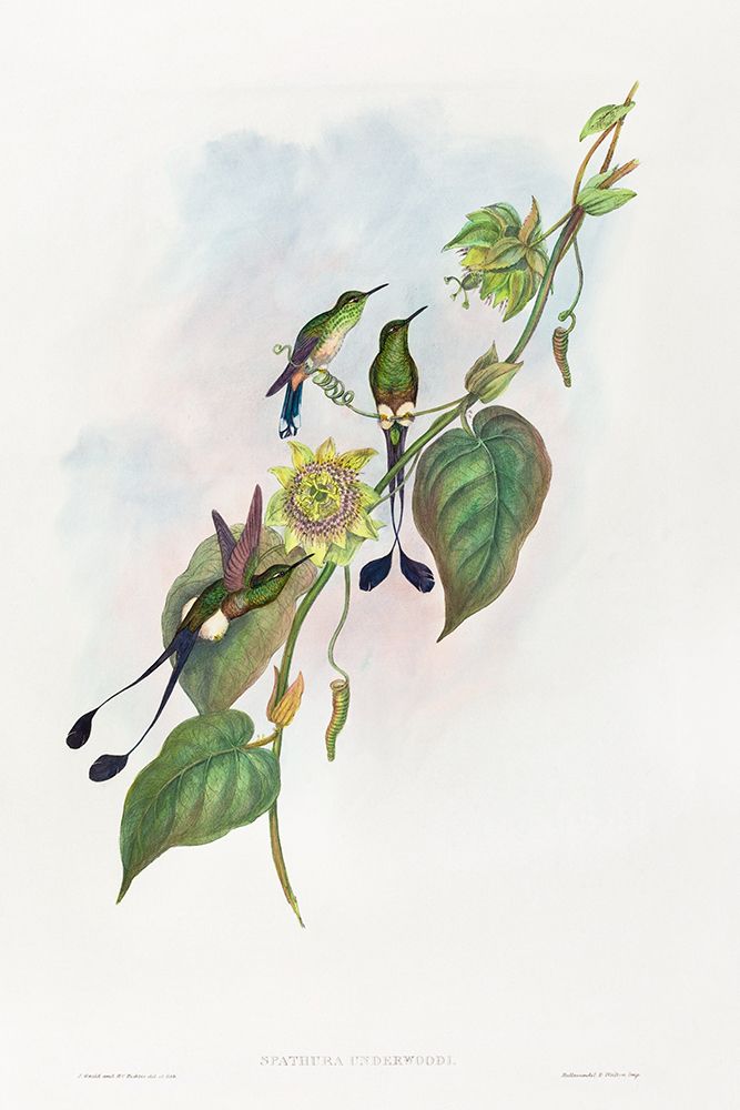 Spathura underwoodi-White-footed Racket-Tail art print by John Gould for $57.95 CAD