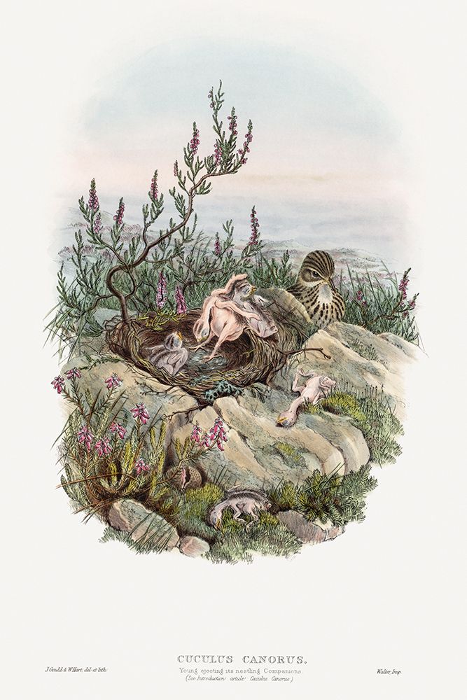 The birds of Great Britain-Cuculus Canorus art print by John Gould for $57.95 CAD