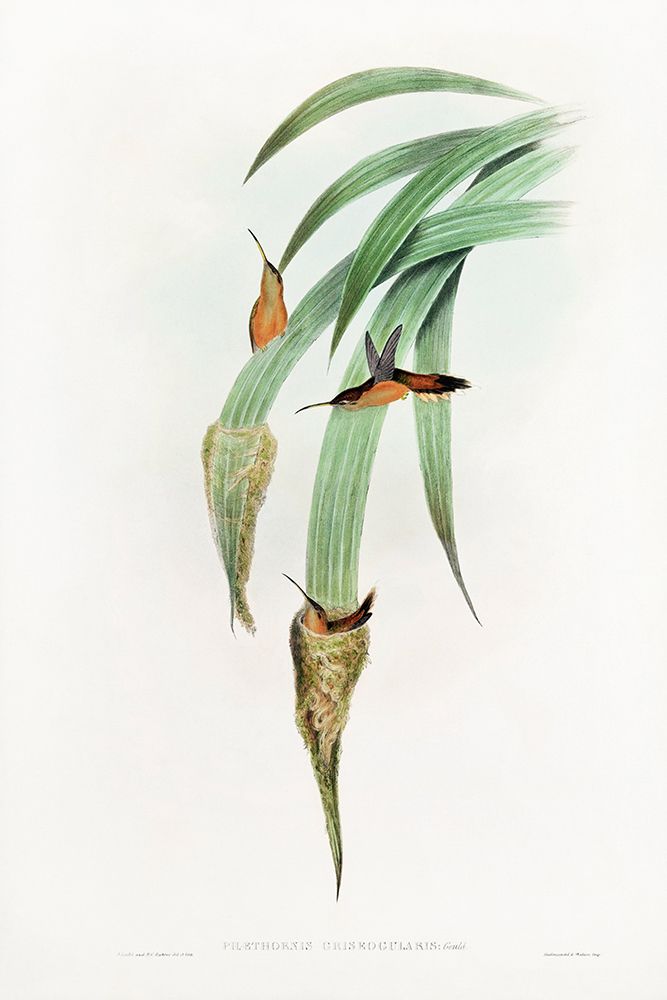 Phaethornis Griseogularis art print by John Gould for $57.95 CAD